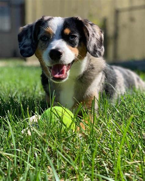 44 Beagle Mischlingsrassen Hunde Zentrale