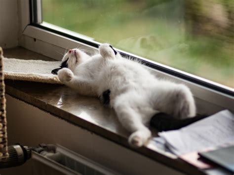Relaxed Kitten