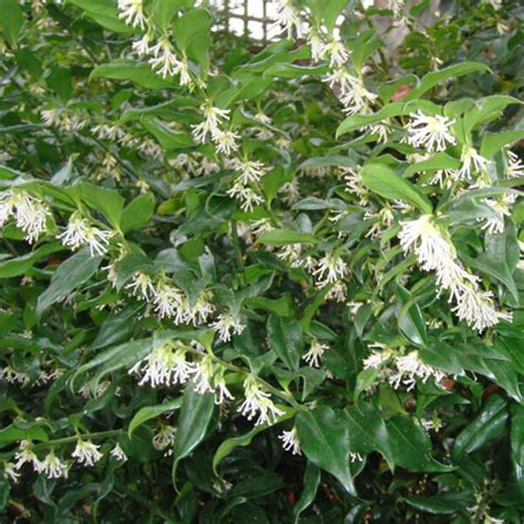 Sarcococca Hookeriana Var Humilis 2l Coolings Garden Centre