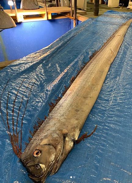 Earthquake Prediction: Sightings of rare oarfish in Japan raise fears ...