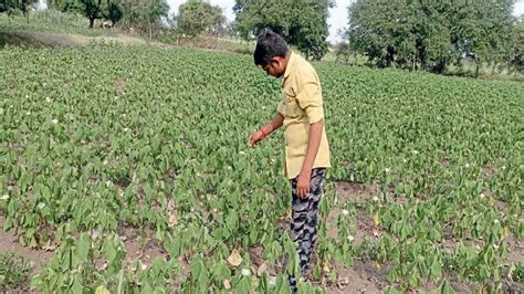 Agriculture News ग्राहककेंद्रित धोरणाने शेतीची झाली माती