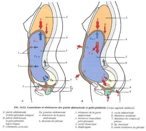 Kiné Medical Abdominaux hypopressifs Abdominaux transverse Anatomie