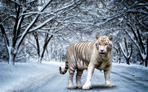 White Wallpaper Snow White Wallpaper Tiger Images - img-re