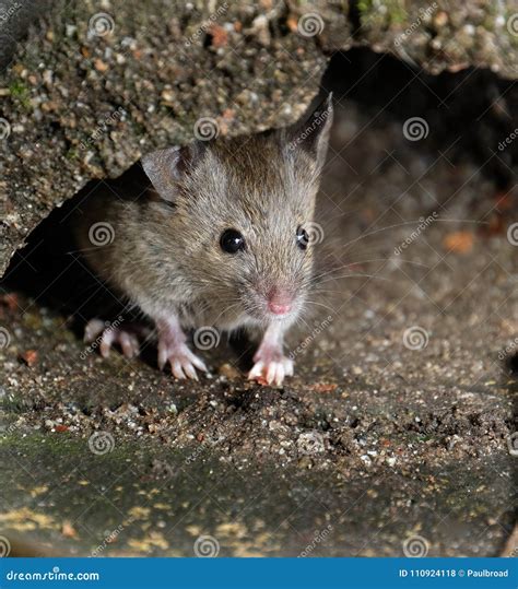 Mouse in Hiding in Urban House Garden. Stock Photo - Image of