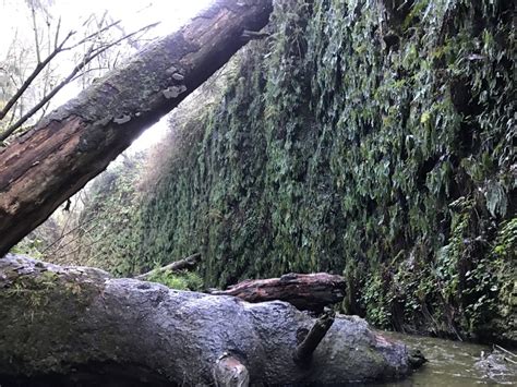 My Day Off: Jurassic Park Comes to Life at Fern Canyon | Lost Coast ...