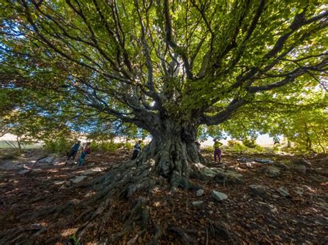 Valle Intelvi Tra Storia E Natura In E Bike 4ActionSport