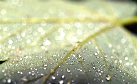 Sunlight Leaves Water Plants Photography Water Drops Macro