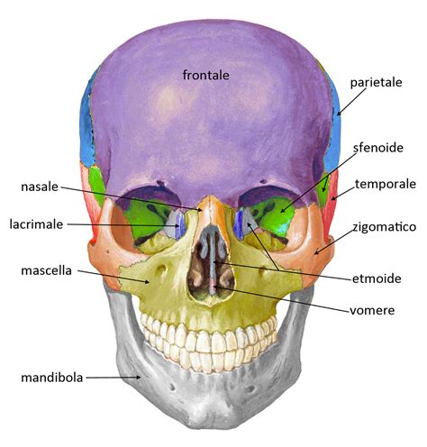 Scheletro Assile Superagatoide