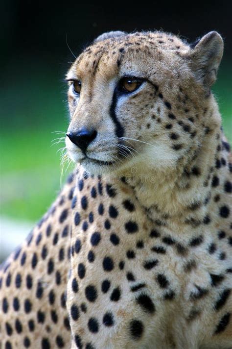 King Cheetah stock photo. Image of crouch, crouching, wild - 3630964