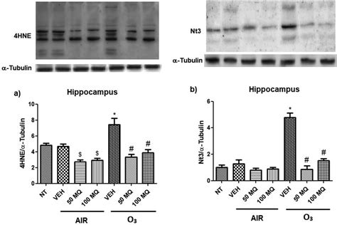 The Immunodetection Of Bands And The Densitometric Analysis Of A 4hne Download Scientific