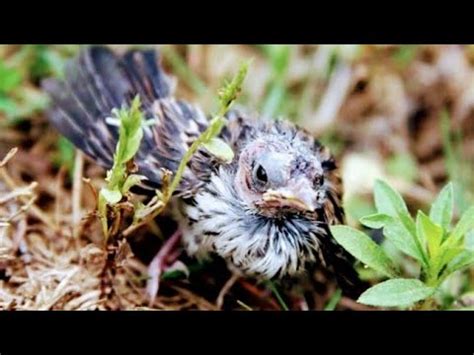 bird real natural actionnature birdslover birds babybird youtube