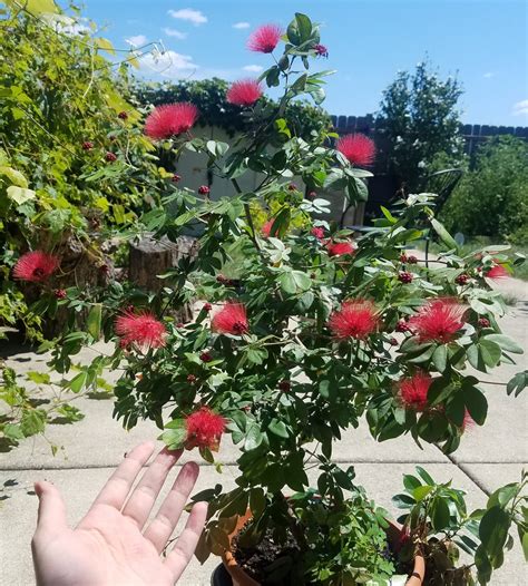 Calliandra Emarginata Pink Powder Puff Everblooming Houseplants