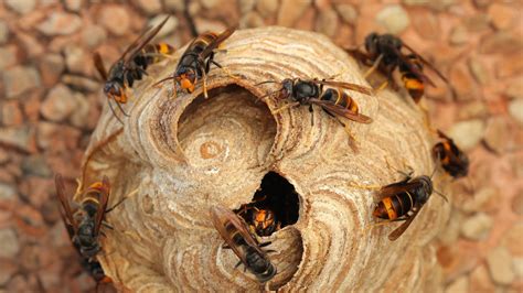 Vigilance Nid De Frelons Asiatiques Beaurecueil