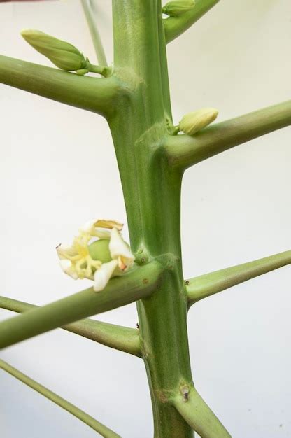 Papaya Que Crece De La Flor Polinizada Foto Premium