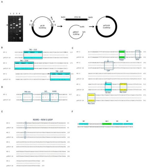 Characterization Of Htlv 1 Infectious Molecular Clone Isolated From