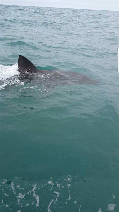 Basking Sharks In Cornwall Top Hotspots Cornish Vybes