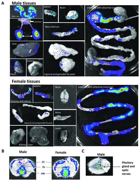 Ex vivo bioluminescence imaging of tissues taken from ARE-Luc mice... | Download Scientific Diagram