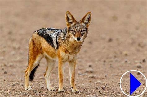 Black Backed Jackals Live Streaming Webcam Namibia