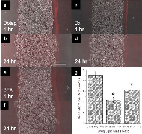 Effect Of Docetaxel And Brefeldin A On Hela Cell Migration A A Merged