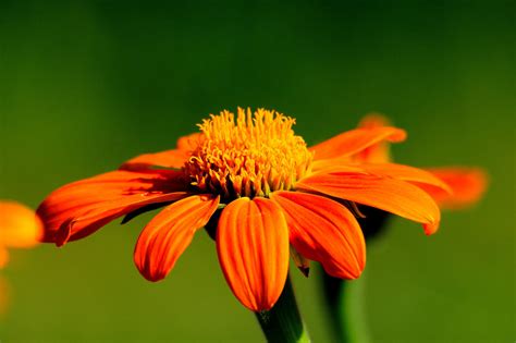 Orange Kiss By Wildgepard On Deviantart