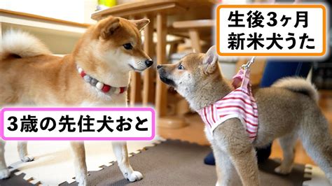 【初対面】お迎えした子犬と先住犬が仲良くできるか心配になった瞬間／豆柴多頭飼育 Youtube