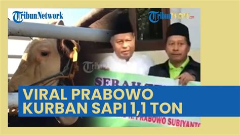 Viral Prabowo Kurban Sapi 1 1 Ton Untuk Idul Adha Diserahkan Ke Masjid