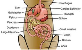 Digestive System - giant panda