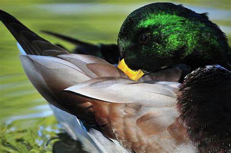 A Male Mallard Duck Warming His Beak Photograph by Keith Ladzinski - Pixels