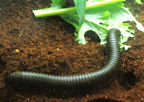 Giant African Millipede by Sabreleopard on DeviantArt