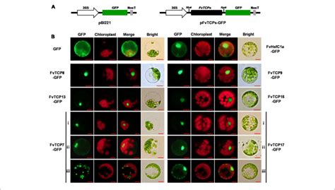 Subcellular Localization Of Six Strawberry Tcp Genes A Schematic