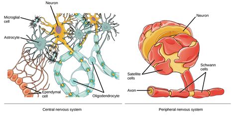 Overview Of Neuron Structure And Function Article Khan 49 Off