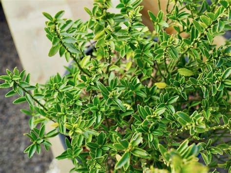 Euonymus Tom Thumb Diacos Garden Nursery And Garden Centre