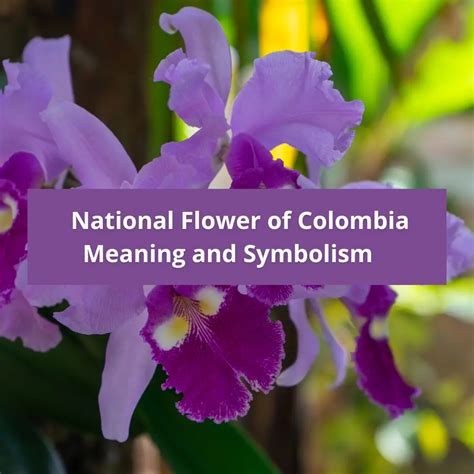 National Flower Of Colombia South America | Best Flower Site