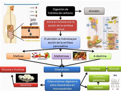 El Blog De Fisiologia De Israel Aramburo Lucas Hidratos De Carbono En Este Mapa Mental Se