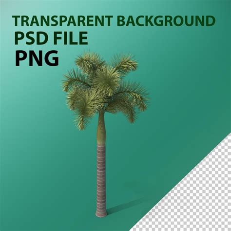 Premium Psd Foxtail Palm Tree Png