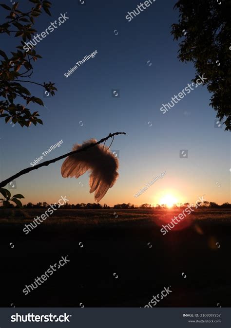 White Angel Wings Sunset Background Stock Photo 2168087257 | Shutterstock