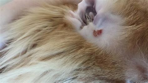 Scab In Cats Ear Thecatsite