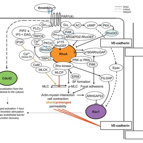 Rho Gtpase Activity Regulates Barrier Integrity The Major Tj And Aj