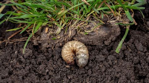 Garten Engerlinge Im Rasen Loswerden So Gehts