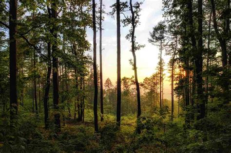 Bosques sostenibles qué son Fundación Aquae