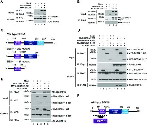 Usp15 Interacts With Becn1 A Immunoprecipitation Ip Assay Was Download Scientific Diagram