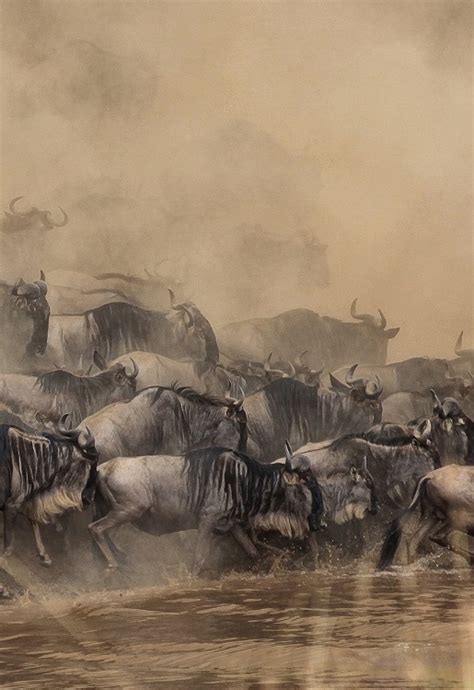 Wildebeest Migration In Masai Mara Kenya When To See The Great Migration In 2021 And 2022