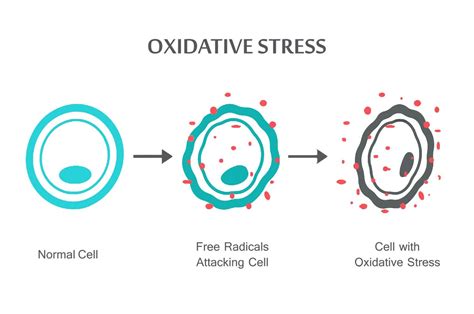 El Paso, TX Oxidative Stress and Antioxidant Defense