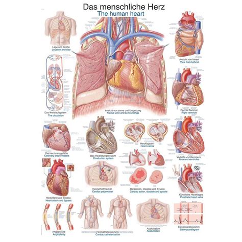 Anatomische Lehrtafel Das Menschliche Herz Von Erler Zimmer Madiz