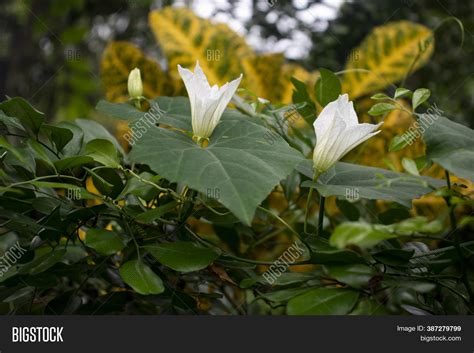 Coccinia Grandis Image & Photo (Free Trial) | Bigstock