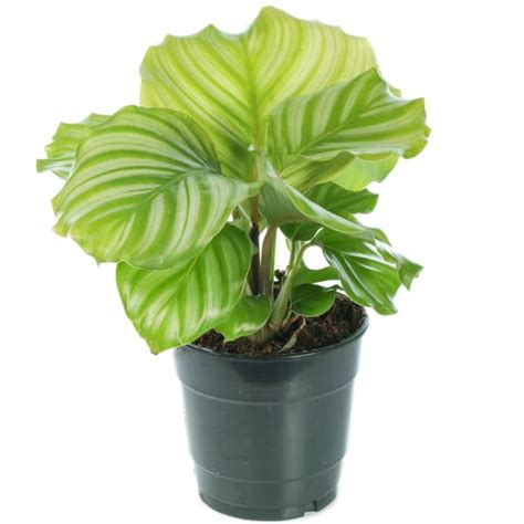 Calathea Orbifolia Plante Paon Plante D Intérieur En Pot Pour La