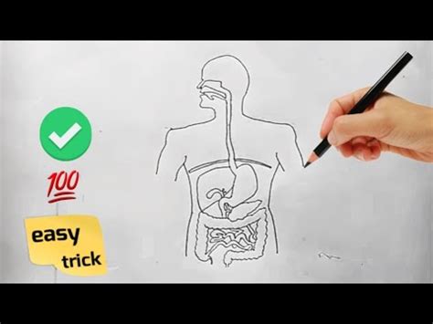 How To Draw Human Digestive System Easily Step By Step Easy Way To