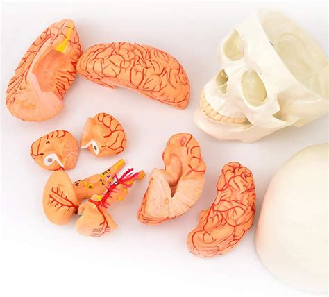 Amazon Co Jp Medical Human Skull Brain Model Skulls Arterial