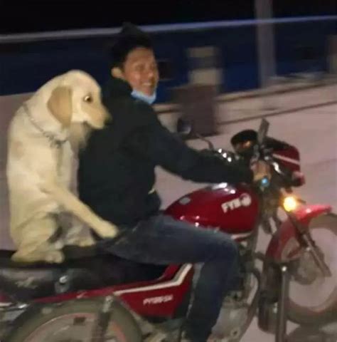 主人攜愛犬共同下班，騎著摩托將狗狗放後座，狗狗含笑抱緊主人！ 每日頭條