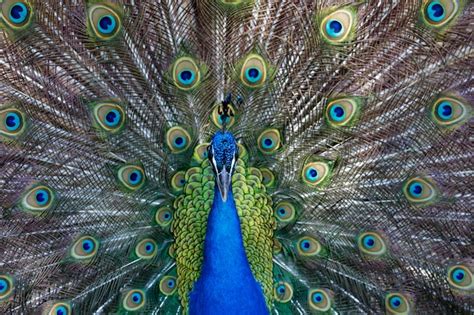 Premium Photo Amazing Peacock During His Exhibition